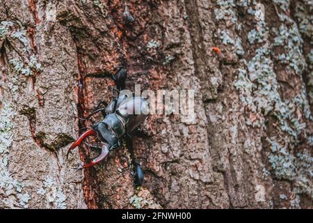 Der Hirschkäfer. Ein Käfer im roten Buch. Ein sehr seltener Käfer. Ein Käfer mit Hörnern in freier Wildbahn. Stockfoto