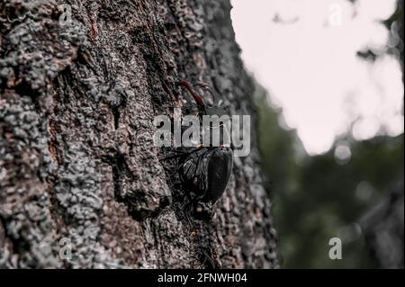 Der Hirschkäfer. Ein Käfer im roten Buch. Ein sehr seltener Käfer. Ein Käfer mit Hörnern in freier Wildbahn. Stockfoto