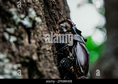 Der Hirschkäfer. Ein Käfer im roten Buch. Ein sehr seltener Käfer. Ein Käfer mit Hörnern in freier Wildbahn. Stockfoto