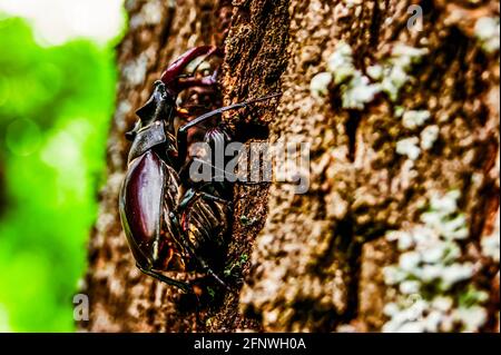 Der Hirschkäfer. Ein Käfer im roten Buch. Ein sehr seltener Käfer. Ein Käfer mit Hörnern in freier Wildbahn. Stockfoto