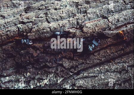 Der Hirschkäfer. Ein Käfer im roten Buch. Ein sehr seltener Käfer. Ein Käfer mit Hörnern in freier Wildbahn. Stockfoto