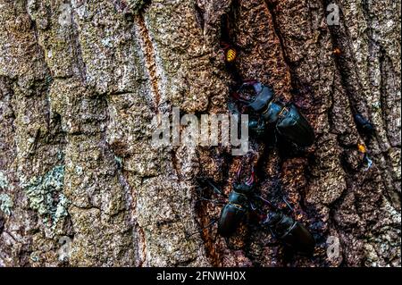 Der Hirschkäfer. Ein Käfer im roten Buch. Ein sehr seltener Käfer. Ein Käfer mit Hörnern in freier Wildbahn. Stockfoto