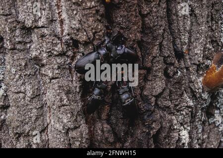 Der Hirschkäfer. Ein Käfer im roten Buch. Ein sehr seltener Käfer. Ein Käfer mit Hörnern in freier Wildbahn. Stockfoto