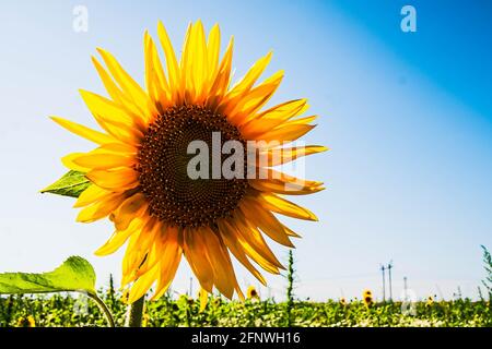 Eine Sonnenblume in einem Feld von Sonnenblumen. Ernte von Sonnenblumen. Sammeln von Samen im Sommer. Extraktion von Pflanzenöl. Stockfoto