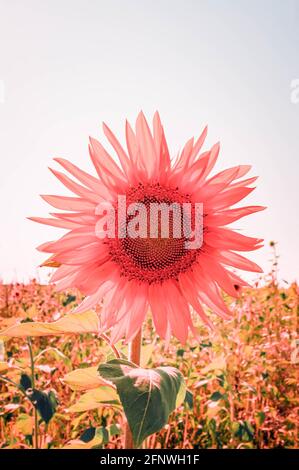 Eine Sonnenblume in einem Feld von Sonnenblumen. Ernte von Sonnenblumen. Sammeln von Samen im Sommer. Extraktion von Pflanzenöl. Stockfoto