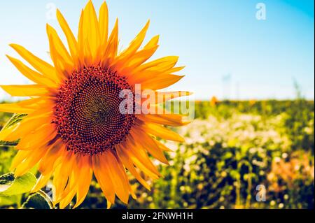 Eine Sonnenblume in einem Feld von Sonnenblumen. Ernte von Sonnenblumen. Sammeln von Samen im Sommer. Extraktion von Pflanzenöl. Stockfoto