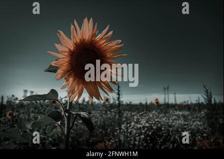 Eine Sonnenblume in einem Feld von Sonnenblumen. Ernte von Sonnenblumen. Sammeln von Samen im Sommer. Extraktion von Pflanzenöl. Stockfoto