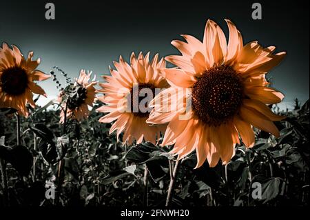 Eine Sonnenblume in einem Feld von Sonnenblumen. Ernte von Sonnenblumen. Sammeln von Samen im Sommer. Extraktion von Pflanzenöl. Stockfoto
