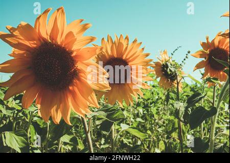 Eine Sonnenblume in einem Feld von Sonnenblumen. Ernte von Sonnenblumen. Sammeln von Samen im Sommer. Extraktion von Pflanzenöl. Stockfoto