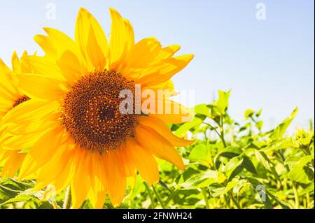 Eine Sonnenblume in einem Feld von Sonnenblumen. Ernte von Sonnenblumen. Sammeln von Samen im Sommer. Extraktion von Pflanzenöl. Stockfoto