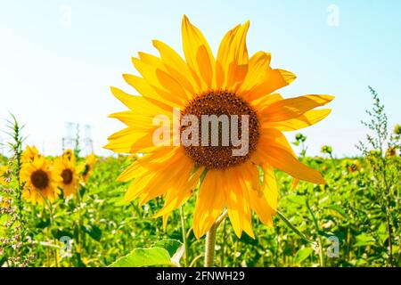 Eine Sonnenblume in einem Feld von Sonnenblumen. Ernte von Sonnenblumen. Sammeln von Samen im Sommer. Extraktion von Pflanzenöl. Stockfoto