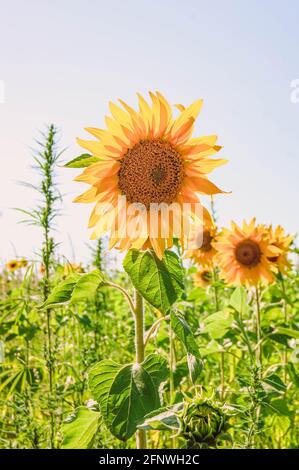 Eine Sonnenblume in einem Feld von Sonnenblumen. Ernte von Sonnenblumen. Sammeln von Samen im Sommer. Extraktion von Pflanzenöl. Stockfoto
