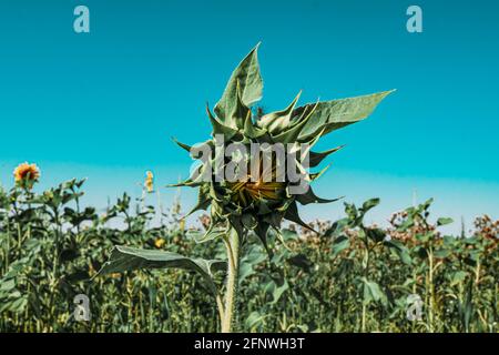 Eine Sonnenblume in einem Feld von Sonnenblumen. Ernte von Sonnenblumen. Sammeln von Samen im Sommer. Extraktion von Pflanzenöl. Stockfoto