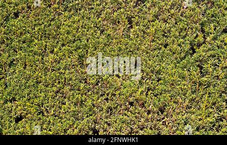 Grüne Hecke, Nahaufnahme, Texturhintergrund Stockfoto