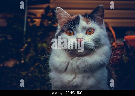 Überrascht Tricolor Katze, Wandern in der Natur. Stockfoto