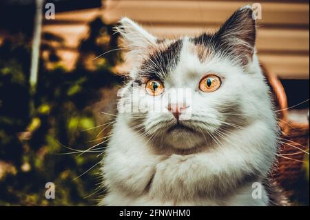 Überrascht Tricolor Katze, Wandern in der Natur. Stockfoto