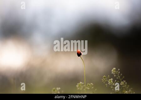 Mohnblume Nahaufnahme mit schönen Bokeh Stockfoto