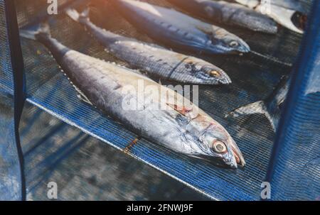 Getrockneter gesalzener Fisch durch Sonnentrocknung auf dem blauen Netz nach asiatischem Stil. Stockfoto