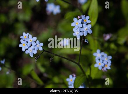 Vergissmeinnicht-Blüten, Myosotis scorpioides Stockfoto