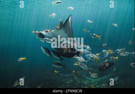 Lebende Adlerrochen und kleine Fische schwimmen im Aquarium mit schwacher Beleuchtung. Stockfoto