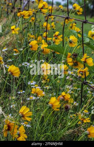 Huisache Gänseblümchen weht im Wind entlang einer Zaunlinie Stockfoto