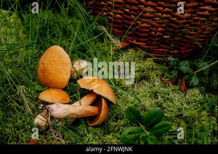 Im Wald Pilze gesammelt. Pilze liegen auf dem Gras. Stockfoto