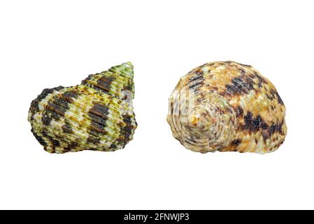 Gerippte Turbane (Turbo intercostalis), tropische Meeresschnecken, marine Gastropoden-Weichtiere, die im Indopazifik auf weißem Hintergrund heimisch sind Stockfoto