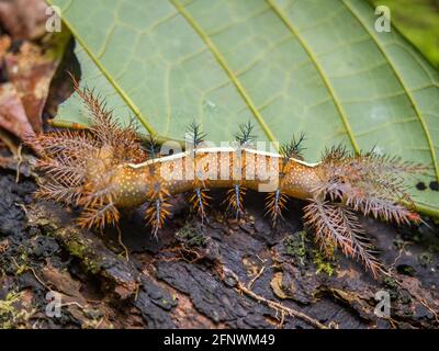 Ein schöner und gefährlicher Käfer namens 'Bayuca', der im Amazonas-Regenwald lebt. Amazonien. Brasilien. Lateinamerika Stockfoto