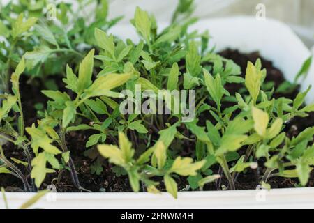 Tomatensämlinge in Kunststofftöpfen. Für die Pflanzung vorbereitet. Bio, gesunde Lebensmittel Stockfoto