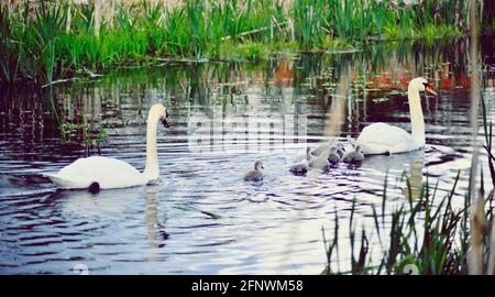 Familie von Schwänen Stockfoto