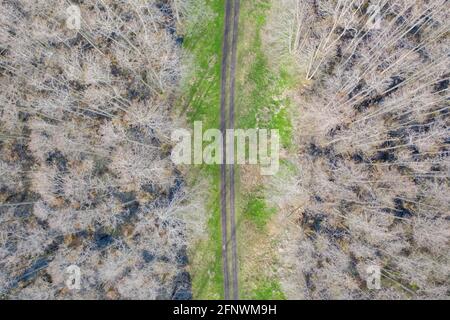 Luftaufnahme von oben nach unten auf einer unbefestigten Straße durch einen nassen Wald. Blattlose Bäume Stockfoto