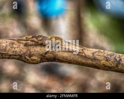 Die Amazonasspinne versteckt sich auf einem Stock im Amazonas-Regenwald Stockfoto