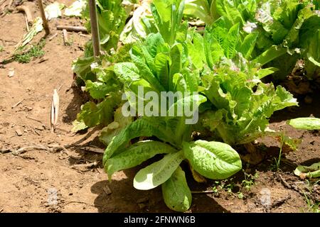 Salat, Blattgemüse, reich an organoleptischen und ernährungsphysiologischen Eigenschaften Stockfoto