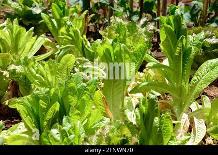 Salat, Blattgemüse, reich an organoleptischen und ernährungsphysiologischen Eigenschaften Stockfoto