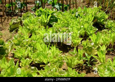 Salat, Blattgemüse, reich an organoleptischen und ernährungsphysiologischen Eigenschaften Stockfoto