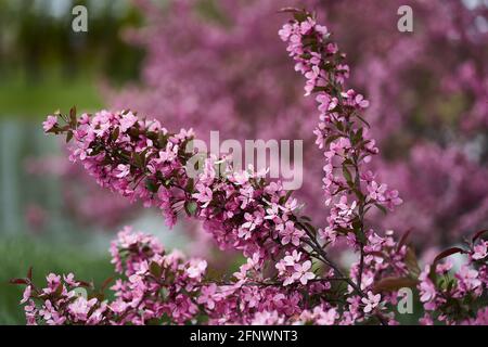 Äste wölben sich aus dem Gewicht der kleinen rosa Blüten. Fokus auf den Vordergrund. Stockfoto