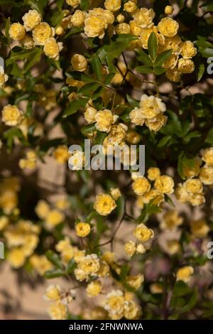 Rosenmassen - Rosa banksiae Lutea (Rose der Gelben Banken) Stockfoto