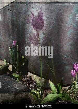 Doppelfokus magentafarbene Blüten an der Steinwand Stockfoto