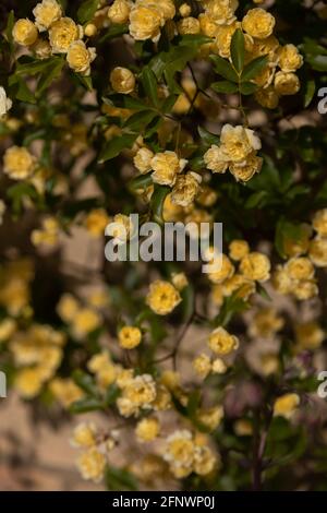 Rosenmassen - Rosa banksiae Lutea (Rose der Gelben Banken) Stockfoto