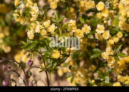 Rosenmassen - Rosa banksiae Lutea (Rose der Gelben Banken) Stockfoto