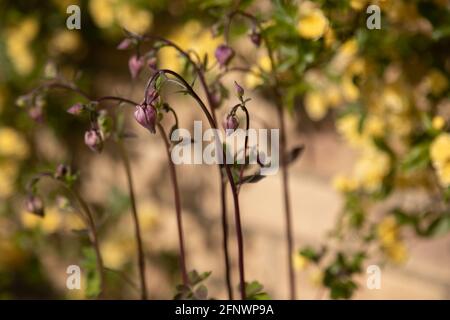 Rosa banksiae Lutea (Rose der Gelben Banken) Mit Säulen (Aquilegia) im Vordergrund Stockfoto