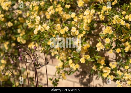 Rosenmassen - Rosa banksiae Lutea (Rose der Gelben Banken) Mit Säulen (Aquilegia) im Vordergrund Stockfoto