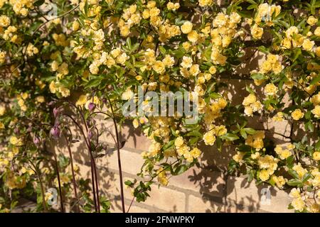 Rosenmassen - Rosa banksiae Lutea (Rose der Gelben Banken) Mit Säulen (Aquilegia) im Vordergrund Stockfoto