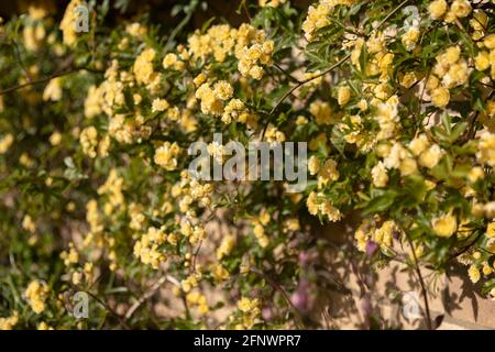 Rosenmassen - Rosa banksiae Lutea (Rose der Gelben Banken) Stockfoto