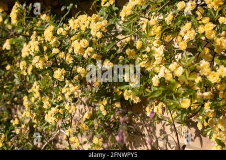 Rosenmassen - Rosa banksiae Lutea (Rose der Gelben Banken) Stockfoto