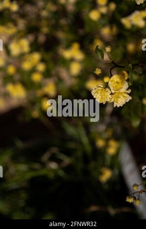 Rosa banksiae Lutea (Rose der Gelben Banken) Stockfoto