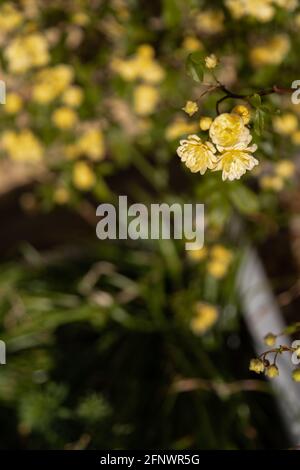 Rosa banksiae Lutea (Rose der Gelben Banken) Stockfoto