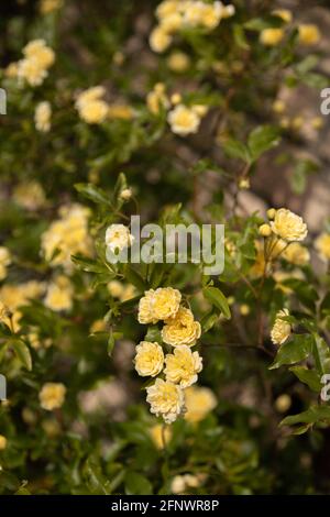 Rosenmassen - Rosa banksiae Lutea (Rose der Gelben Banken) Stockfoto