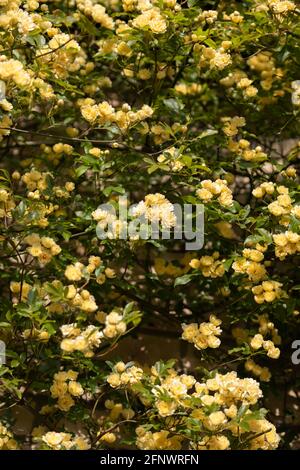 Rosenmassen - Rosa banksiae Lutea (Rose der Gelben Banken) Stockfoto