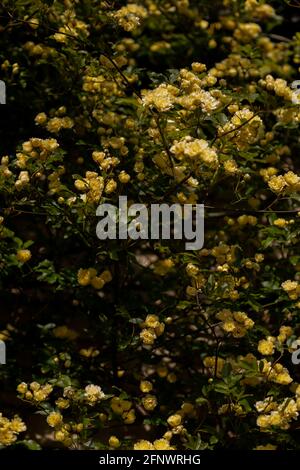 Rosenmassen - Rosa banksiae Lutea (Rose der Gelben Banken) Stockfoto